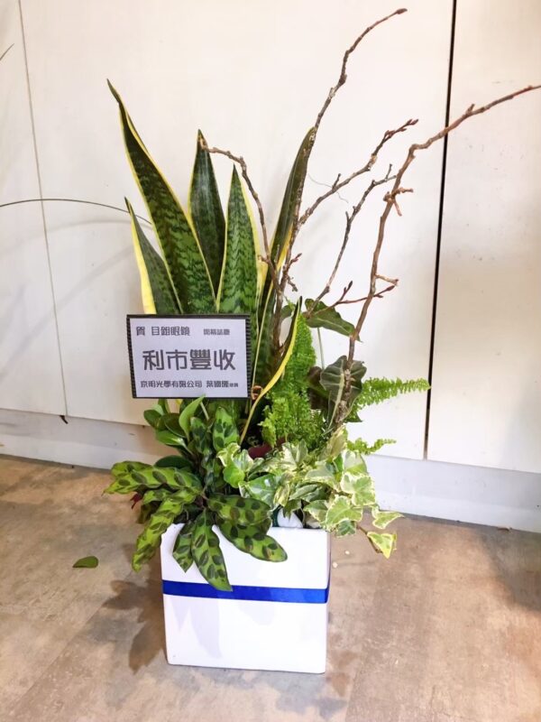 彰化植栽 開幕植栽 開幕盆花 質感