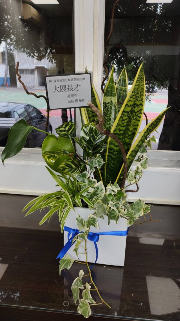 彰化植栽 開幕植栽 開幕盆花 質感