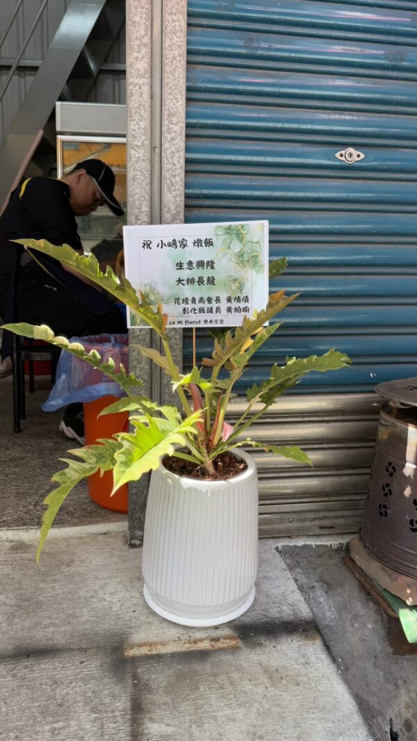 彰化開幕盆栽 便宜 質感