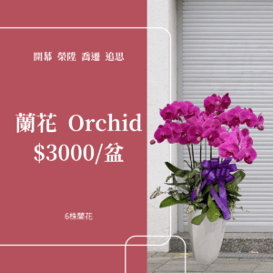 彰化 開幕賀禮 植栽 喬遷 榮陞 追思 龜背芋 琴葉榕 蘭花3000元