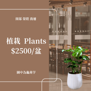 彰化 開幕賀禮 植栽 喬遷 龜背芋 琴葉榕 蘭花 2500元