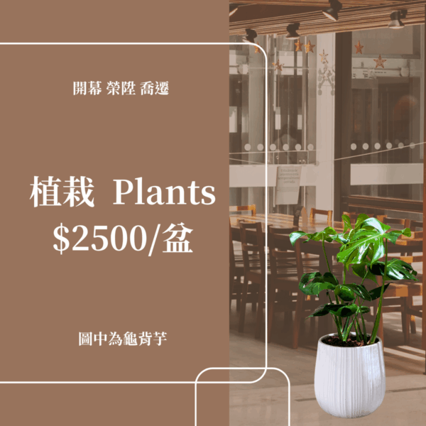 彰化 開幕賀禮 植栽 喬遷 龜背芋 琴葉榕 蘭花 2500元