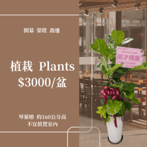 彰化 開幕賀禮 植栽 喬遷 龜背芋 琴葉榕 蘭花 3000元