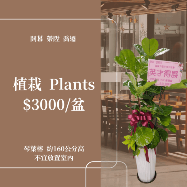彰化 開幕賀禮 植栽 喬遷 龜背芋 琴葉榕 蘭花 3000元