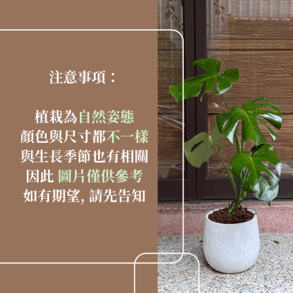 彰化 開幕賀禮 植栽 喬遷 龜背芋 琴葉榕 蘭花