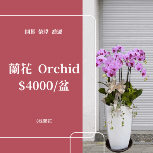 彰化 開幕賀禮 植栽 喬遷 龜背芋 琴葉榕 蘭花4000元