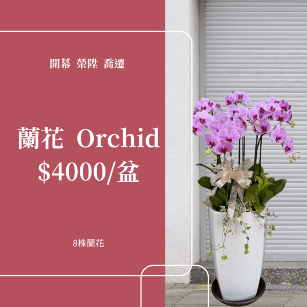 彰化 開幕賀禮 植栽 喬遷 龜背芋 琴葉榕 蘭花4000元