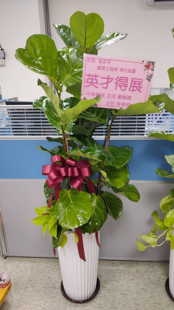 彰化 開幕賀禮 植栽 喬遷 龜背芋 琴葉榕 蘭花