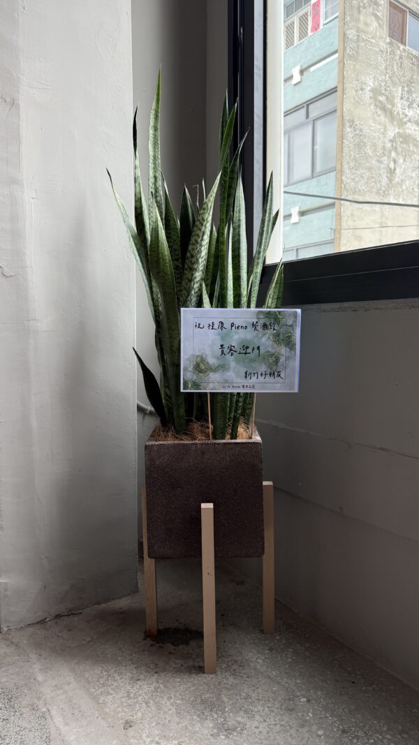 彰化 開幕賀禮 植栽 喬遷 龜背芋 琴葉榕 蘭花