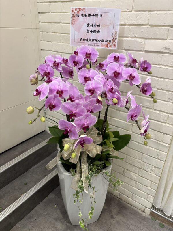 彰化 開幕賀禮 植栽 喬遷 龜背芋 琴葉榕 蘭花