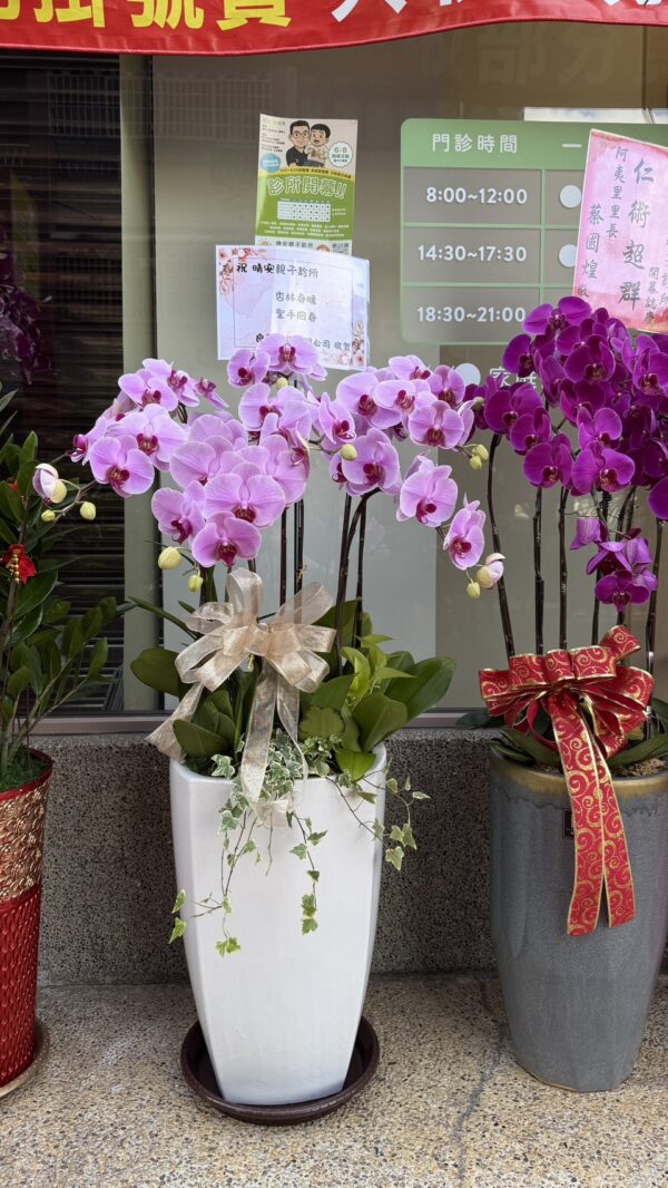彰化 開幕賀禮 植栽 喬遷 龜背芋 琴葉榕 蘭花