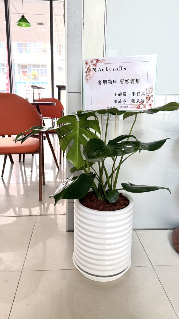 彰化 開幕賀禮 植栽 喬遷 龜背芋 琴葉榕 蘭花