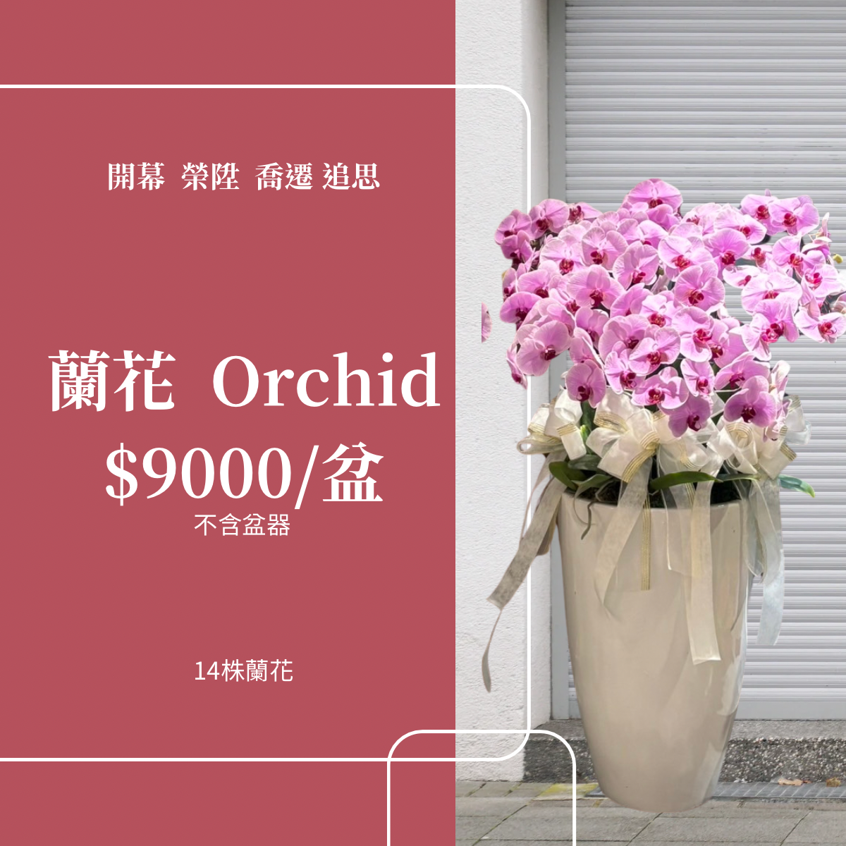 大盆蘭花 9000一盆